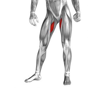 adductor-longus-150x1502x